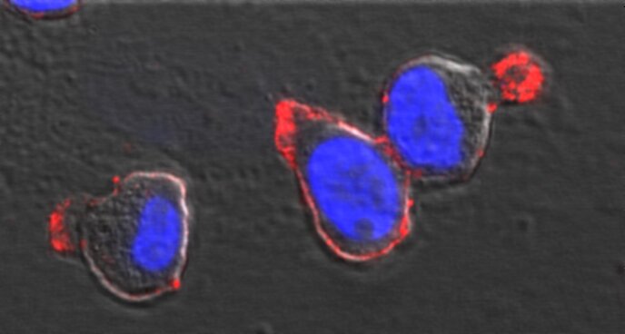 Image credit: Rainer Saffrich, University of Heidelberg