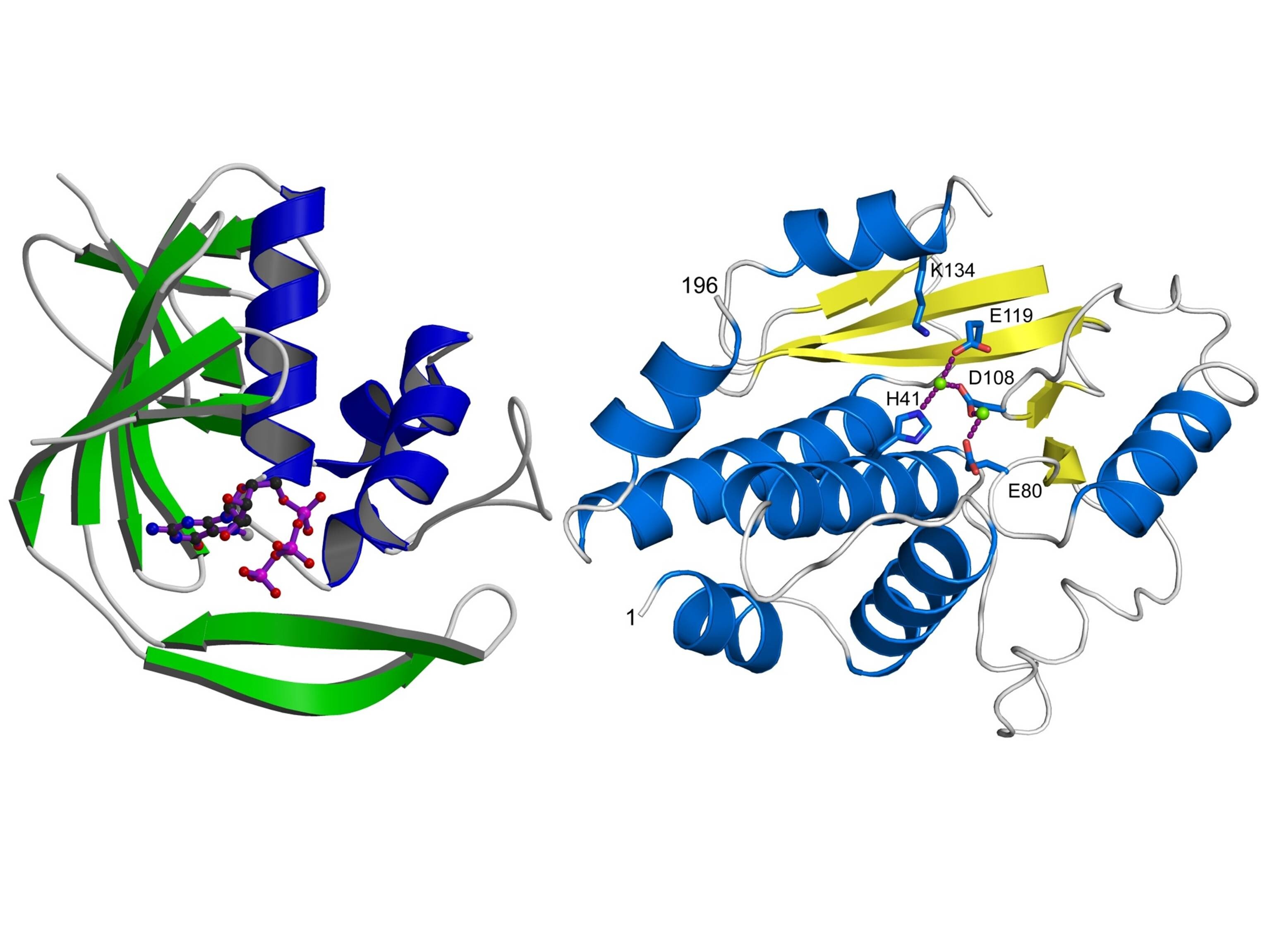 Image credit: EMBL/Cusack