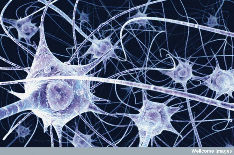 Image credit: Benedict Campbell, Wellcome Images 