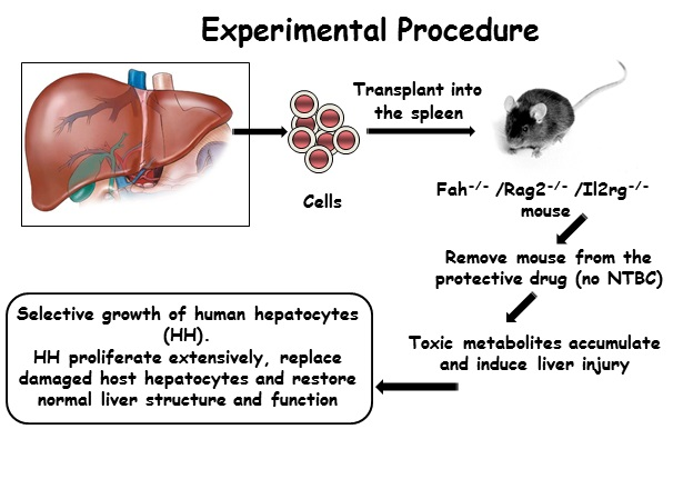 Adapted from: Strom, SC., et al. Chimeric mice with humanised livers. Methods Mol Biol., 2010, 640:491.
